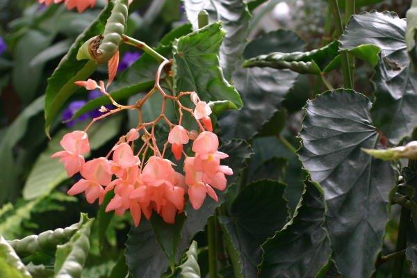 B. ‘Yuuhime’